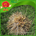 Yunnan allium hookeri supplier high quality garlic products